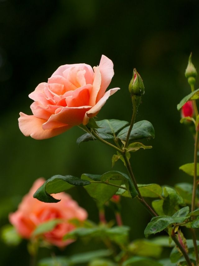 What To Plant With Roses