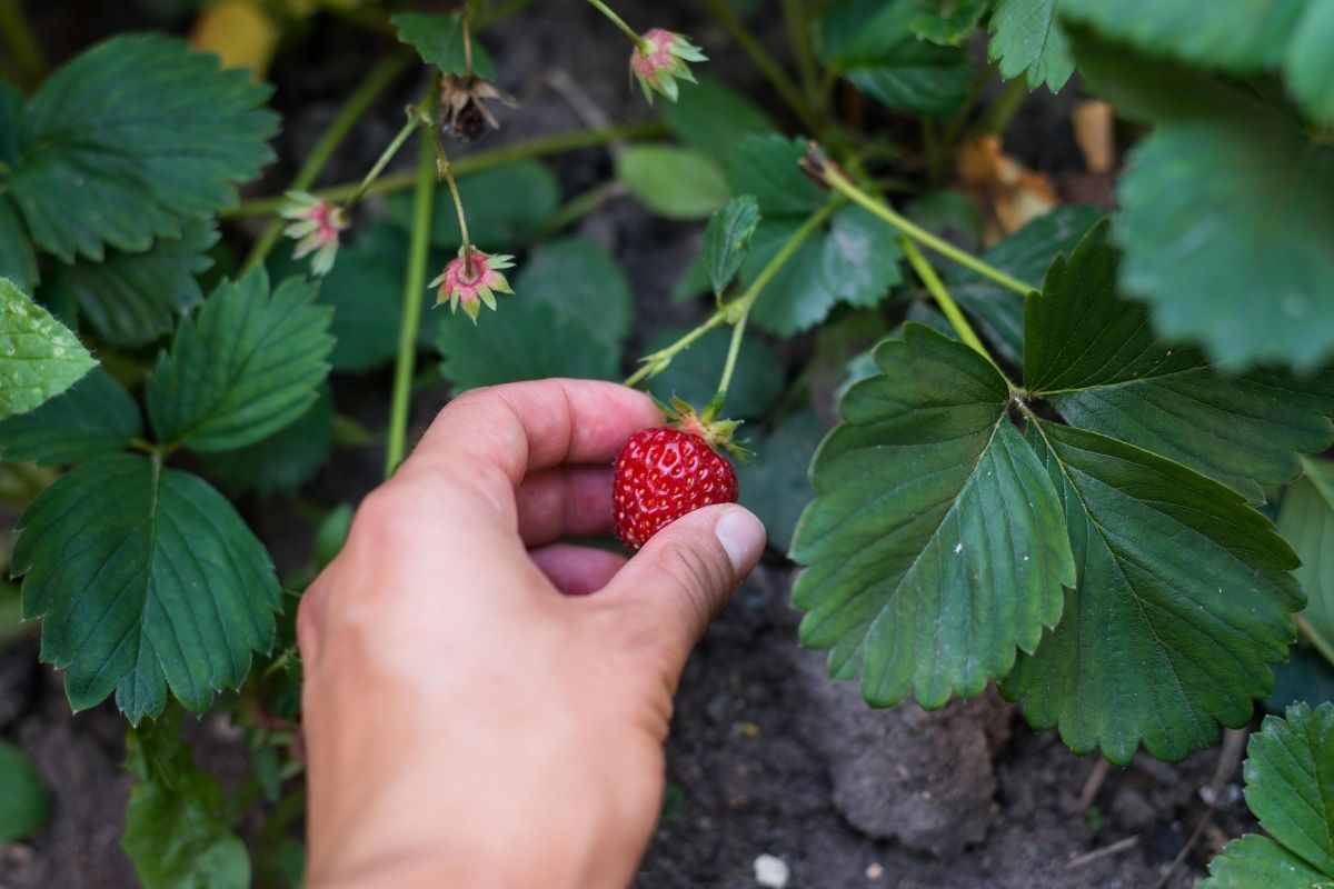 picking a small strawberry from the garden
