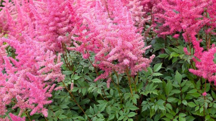 9 Pink Shade Perennials To Liven Up A Shady Garden