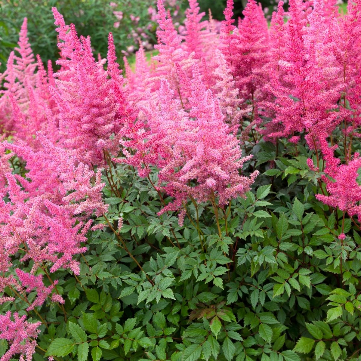 pink astilbe flowers