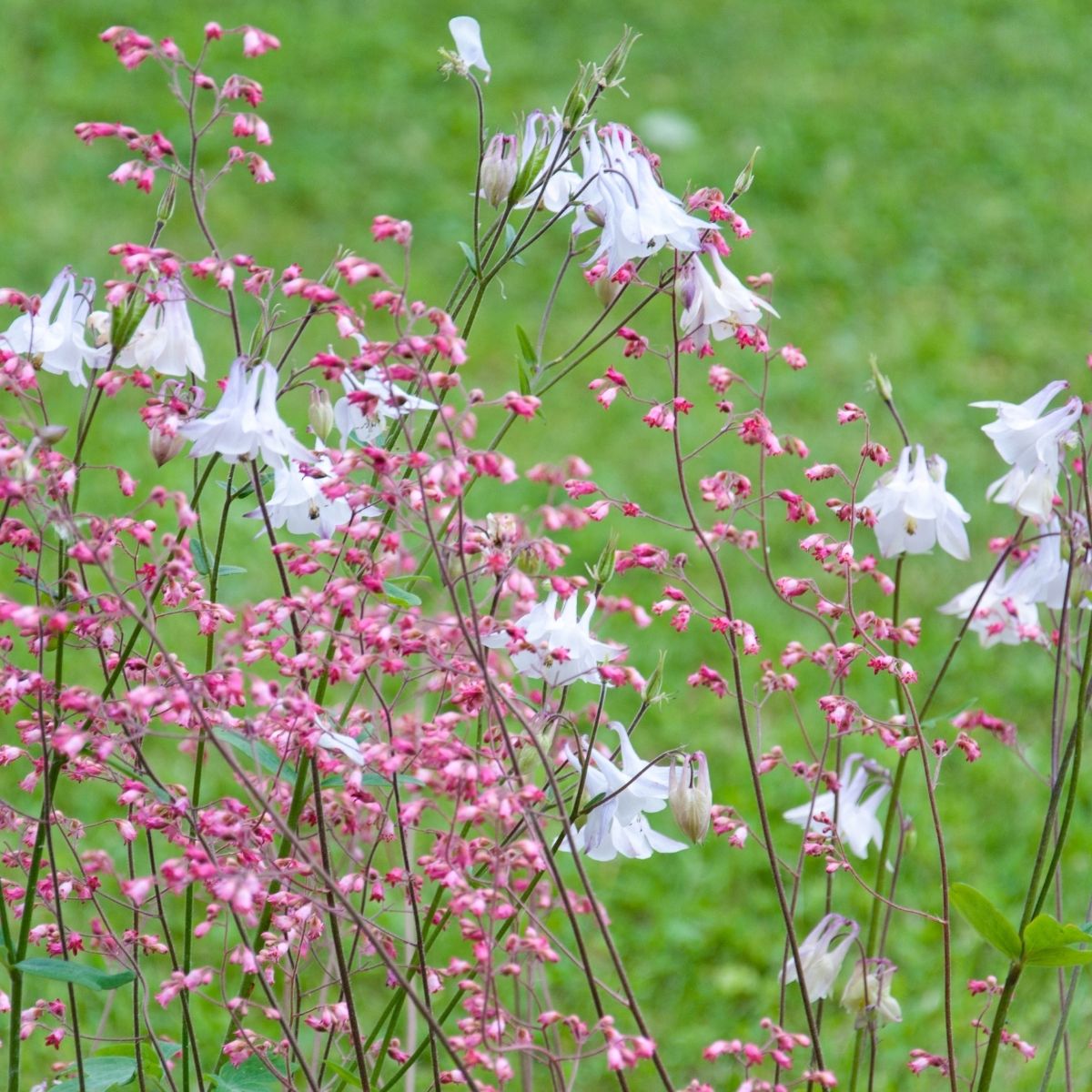 pink coral bells