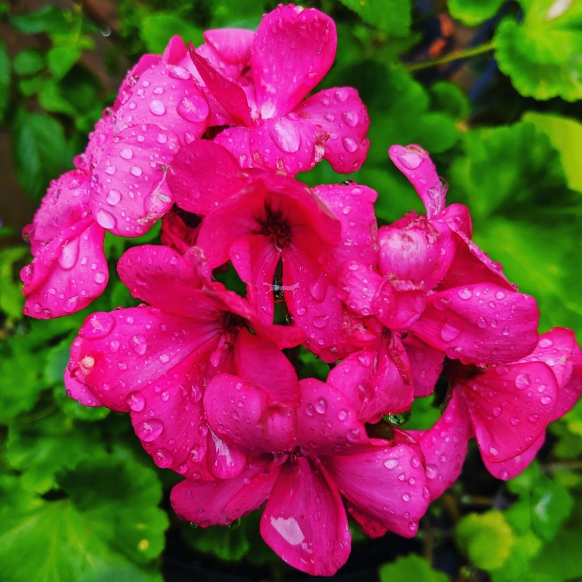 pink geranium flowers