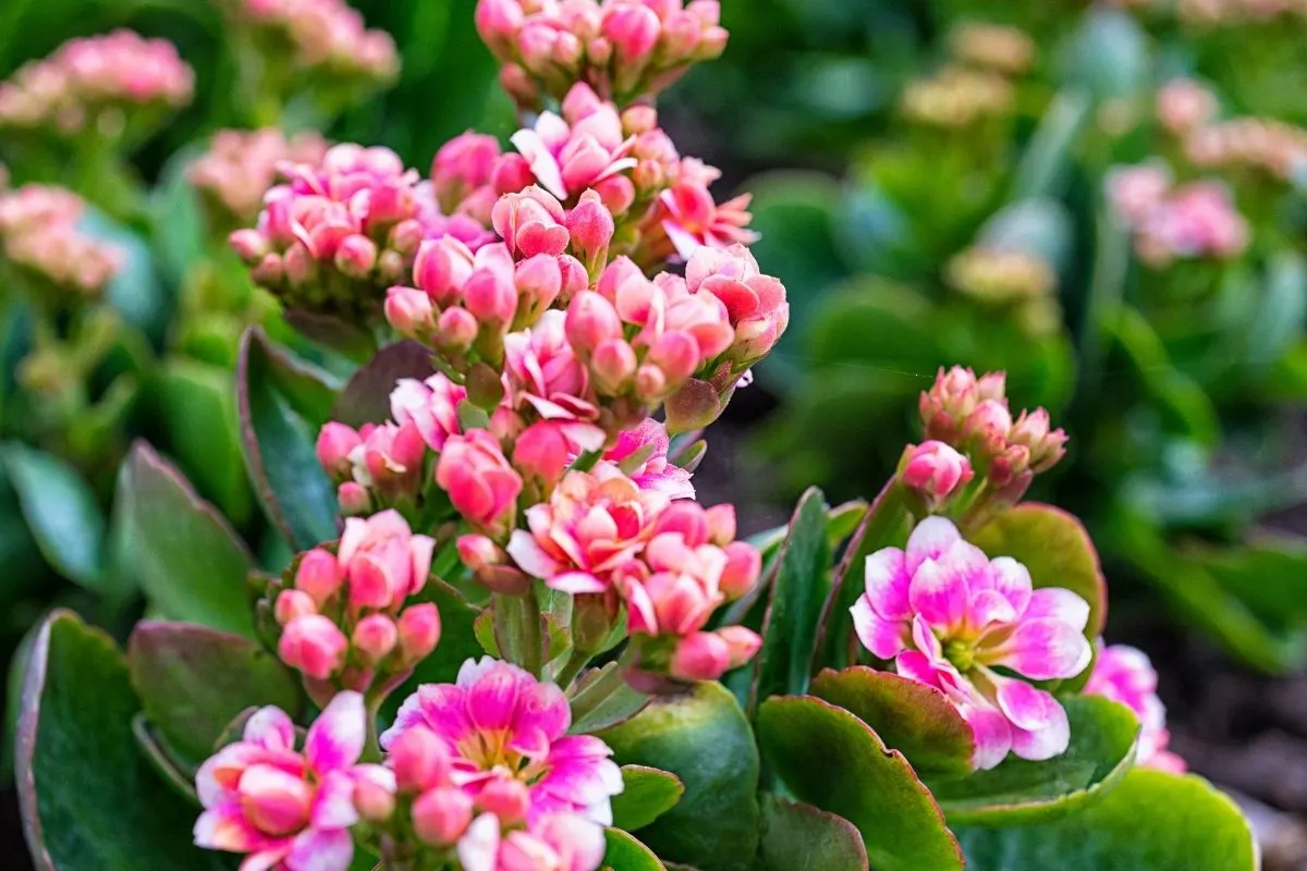 pink kalanchoe flowers