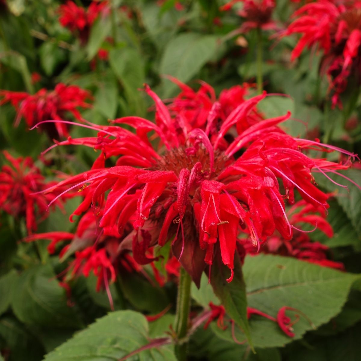 red bee balm flower