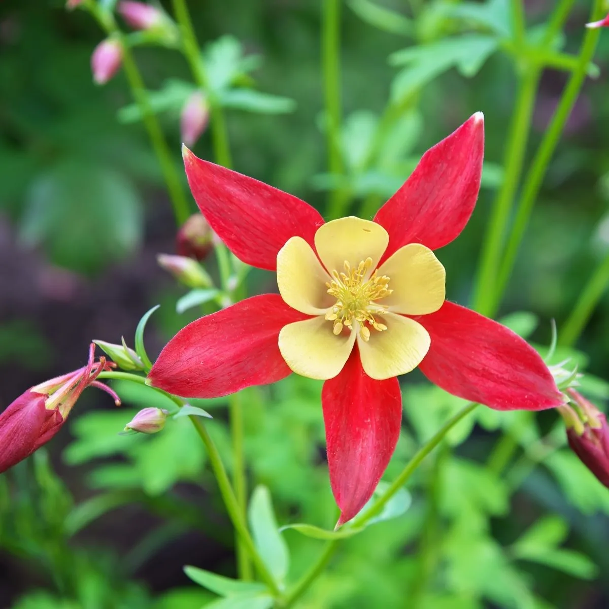 red columbine flower with yellow in the middle