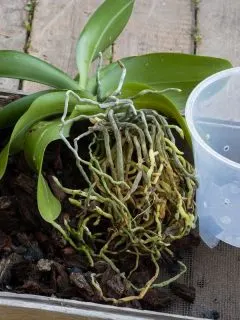 repotting an orchid