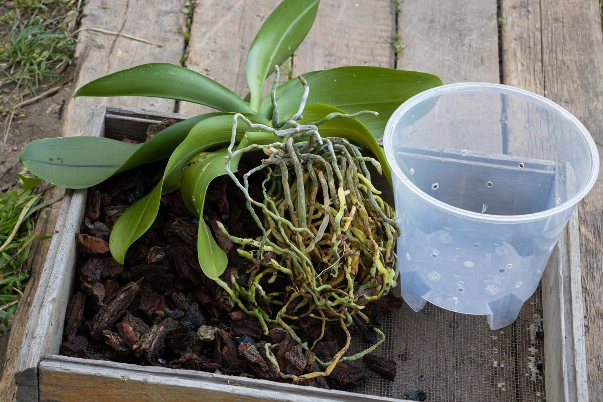 repotting an orchid