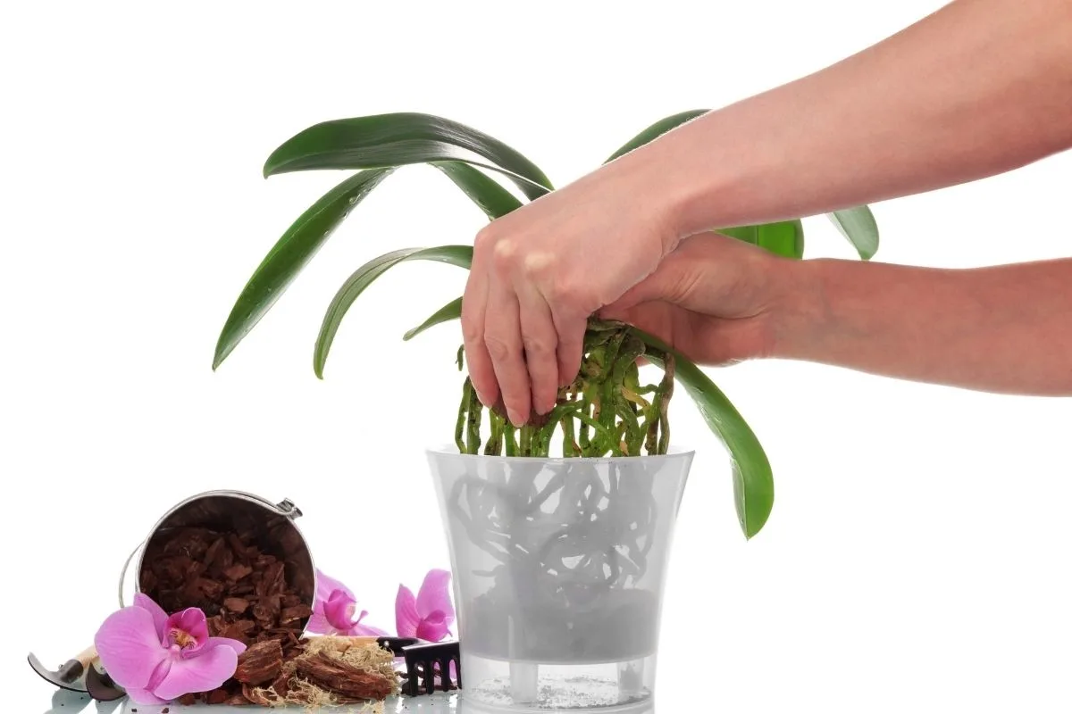 hands working on repotting an orchid