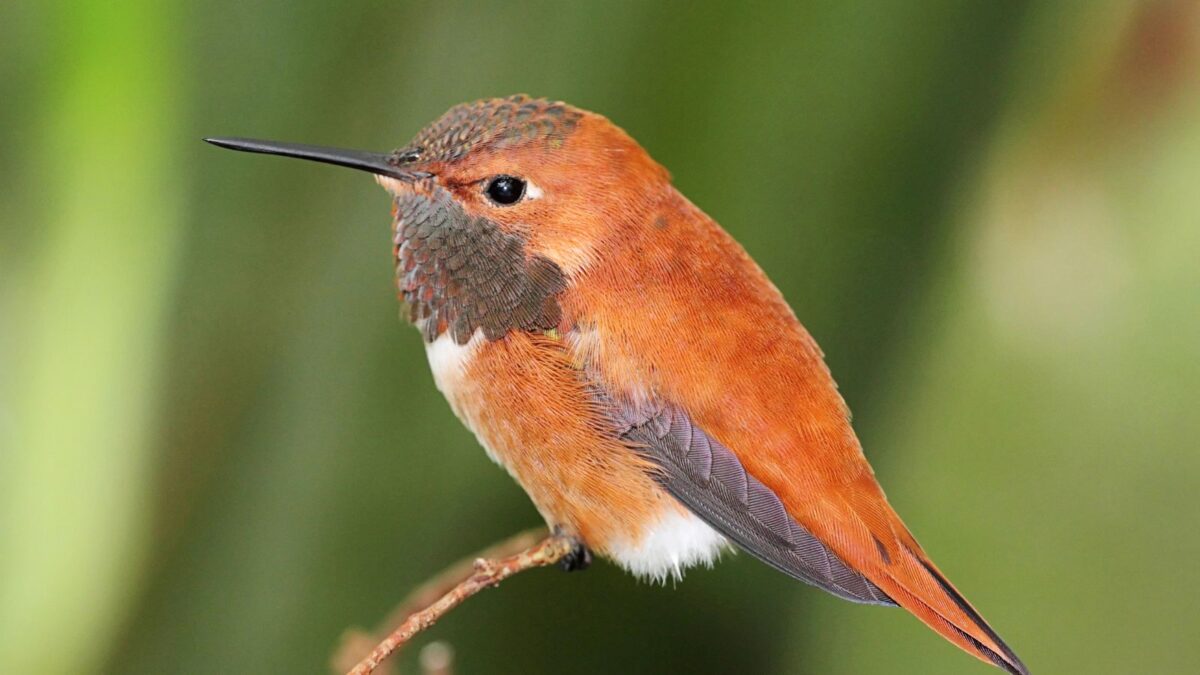 Rufous hummingbird perched on a branch.