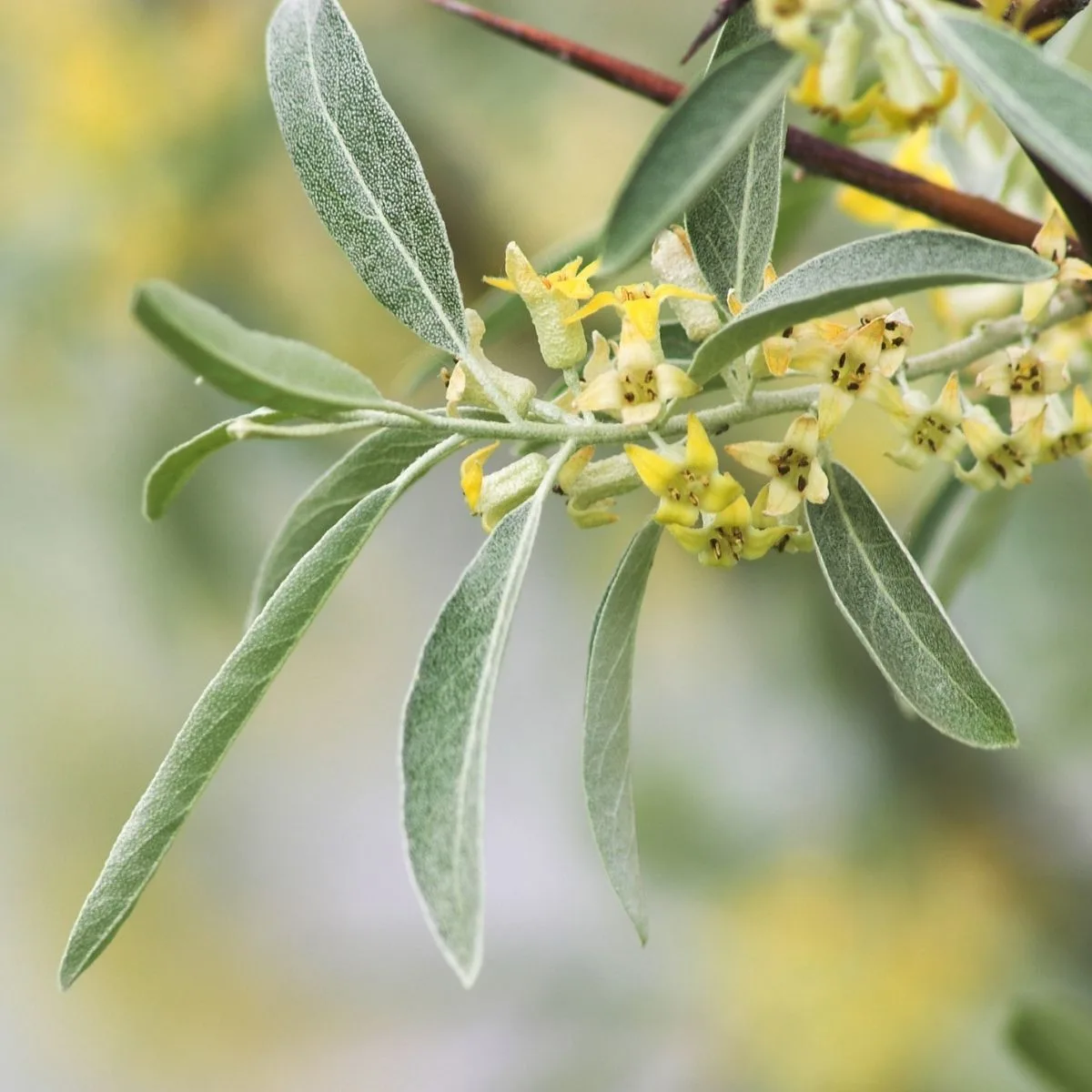 russian olive tree branch