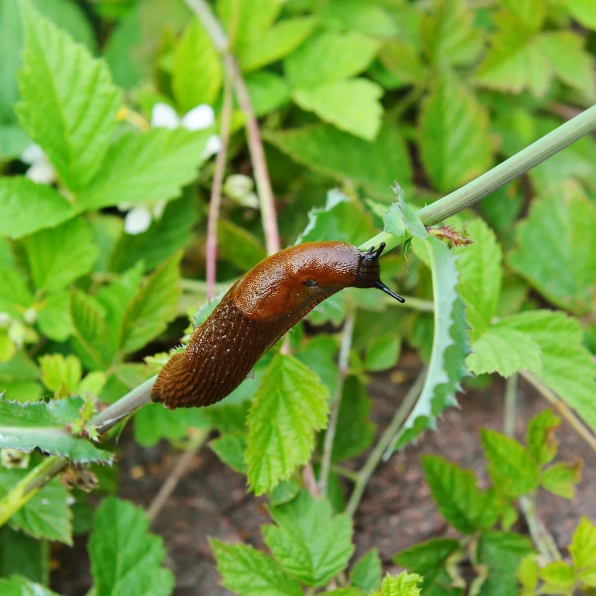 slug on leaves in the grarden