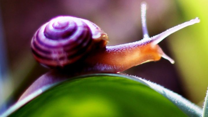 What Do Snails Eat? Plus A List Of Beautiful Snail Resistant Plants