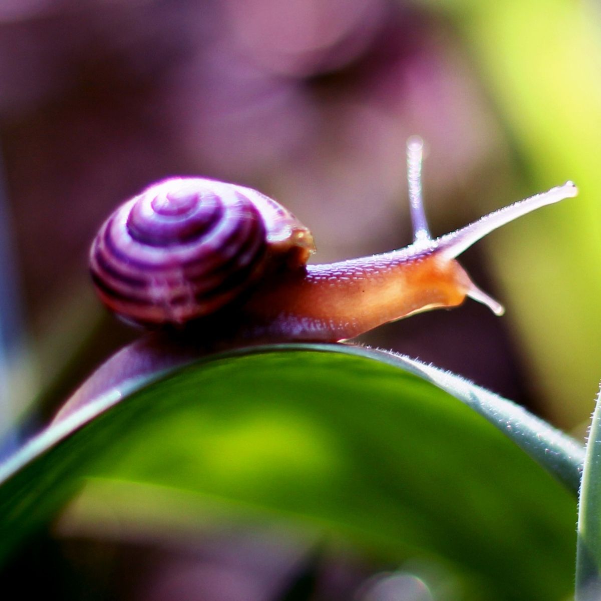 snail on leaf