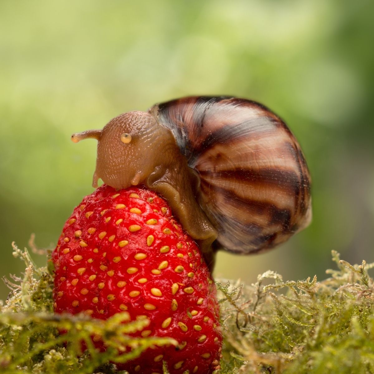 snail eating a strawberry