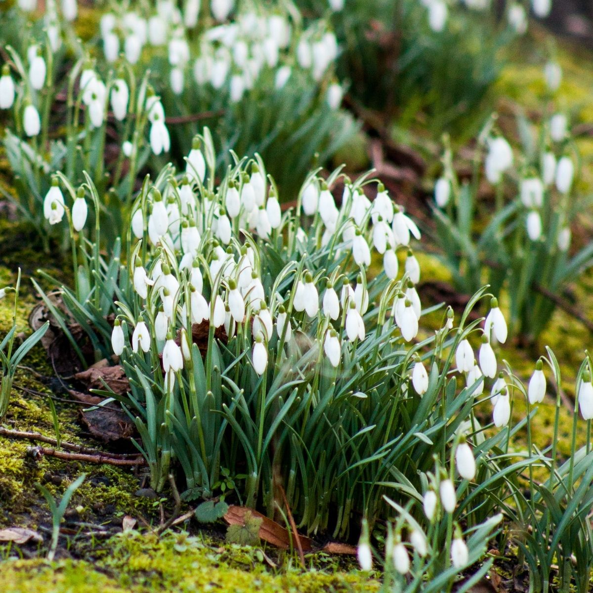 snowdrops in bloom