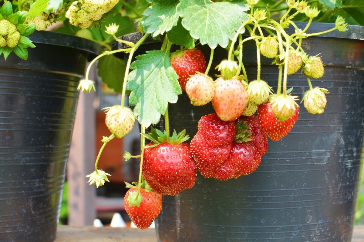 strawberries growing in containers
