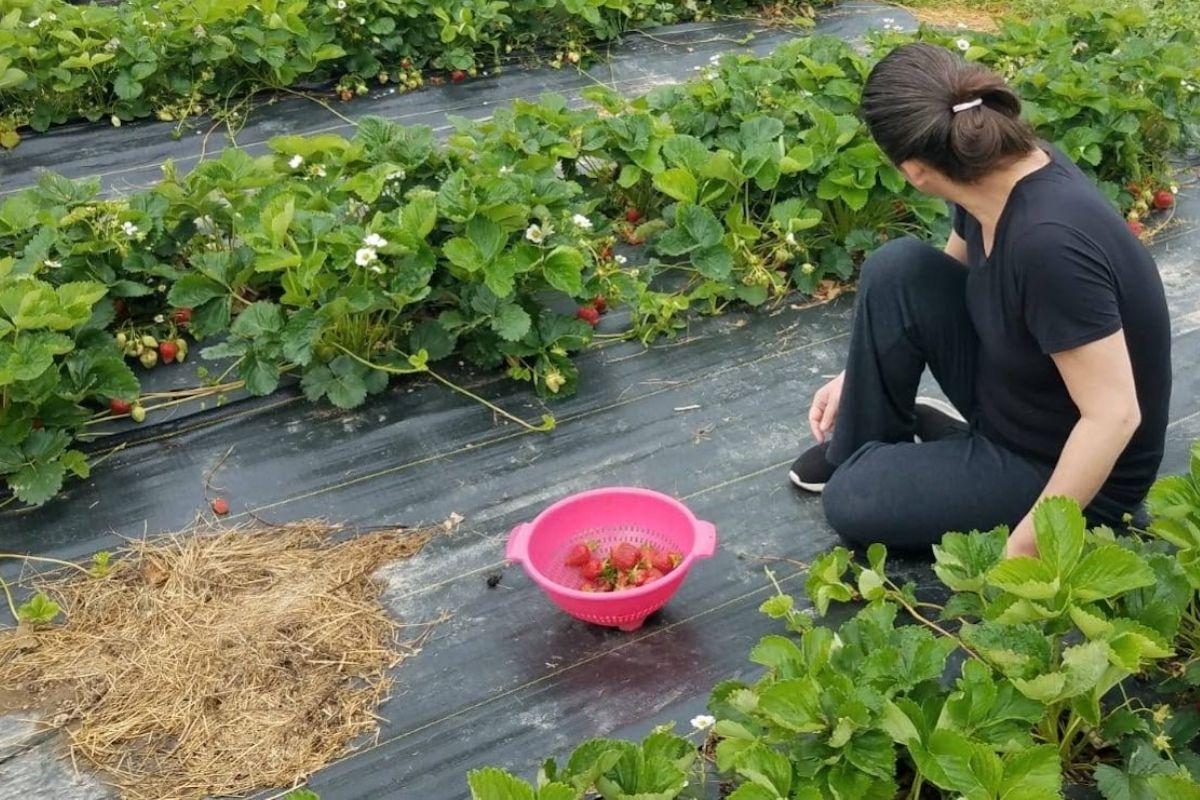 me picking strawberries from a local u-pick farm