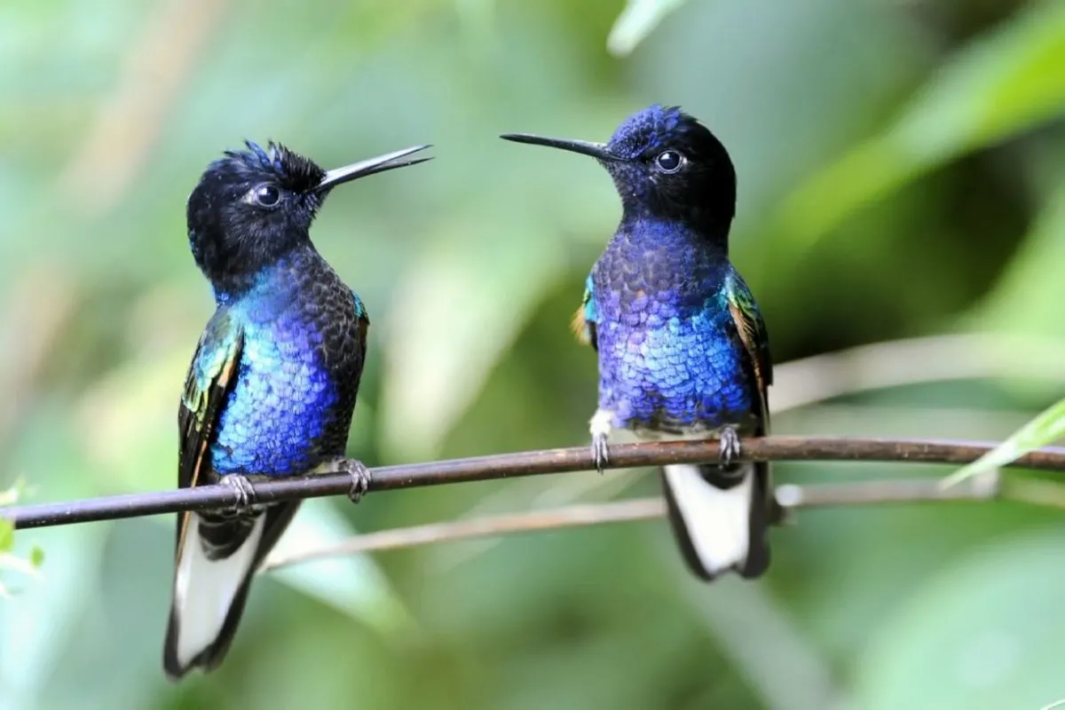 velvet purple coronet hummers