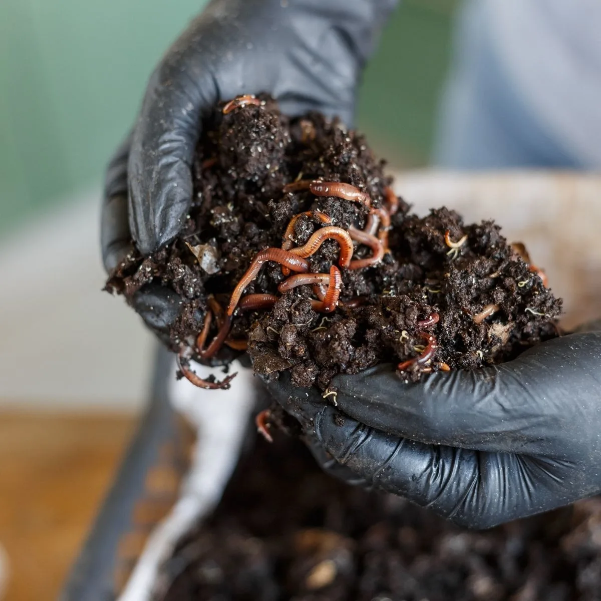 vermicomposting - hands holding worms and compost