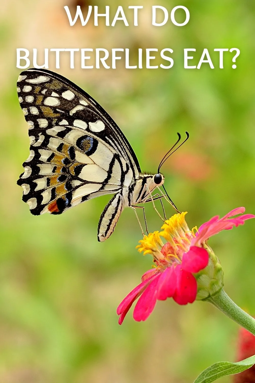 what do butterflies eat