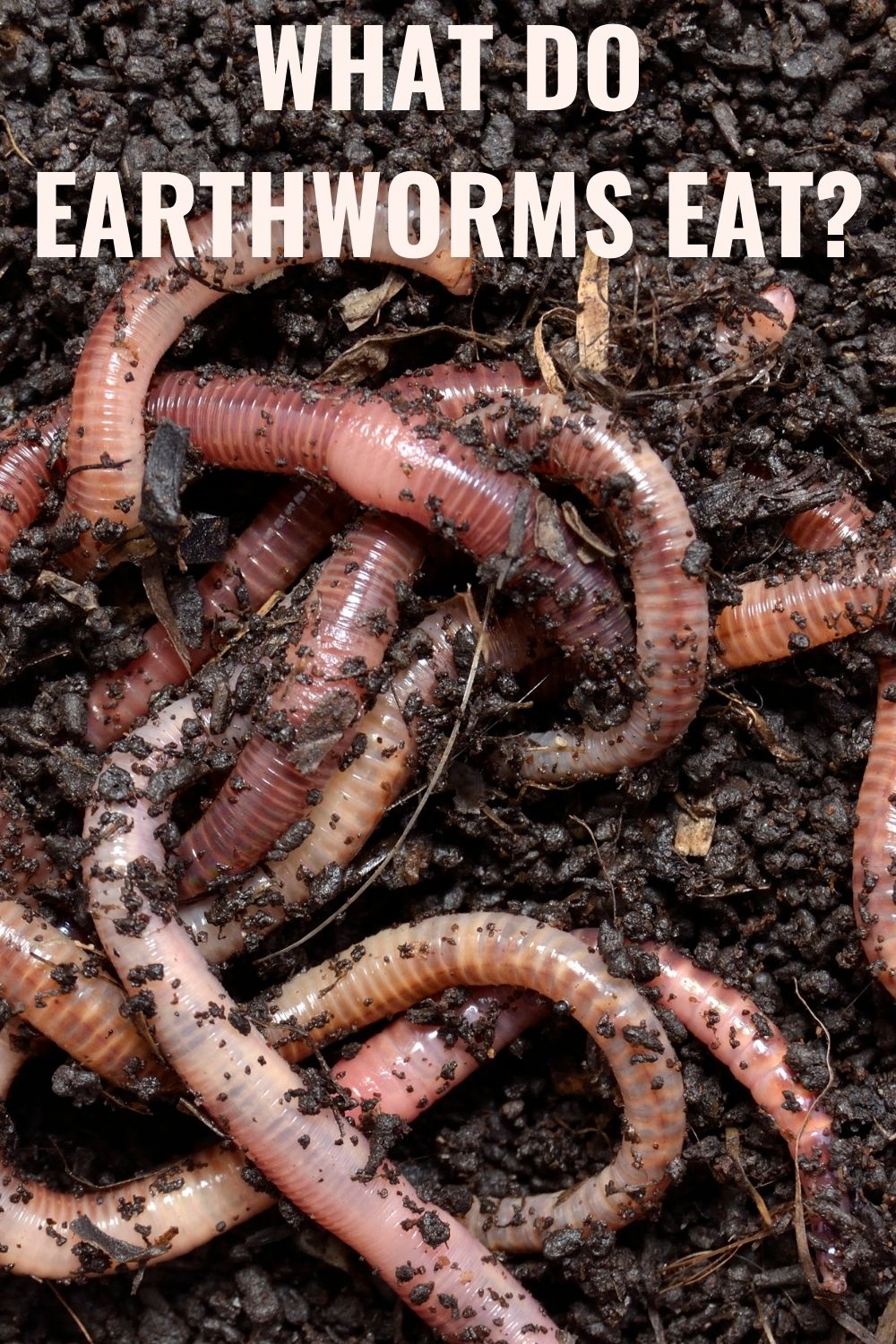 What do earthworms eat? 