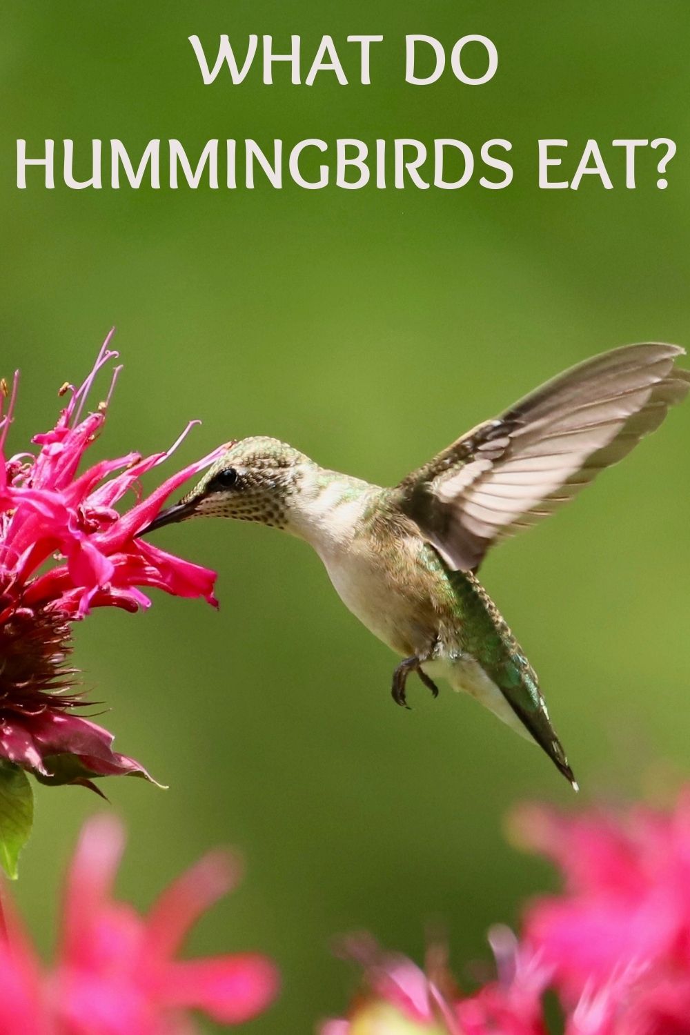 What do hummingbirds eat? 
