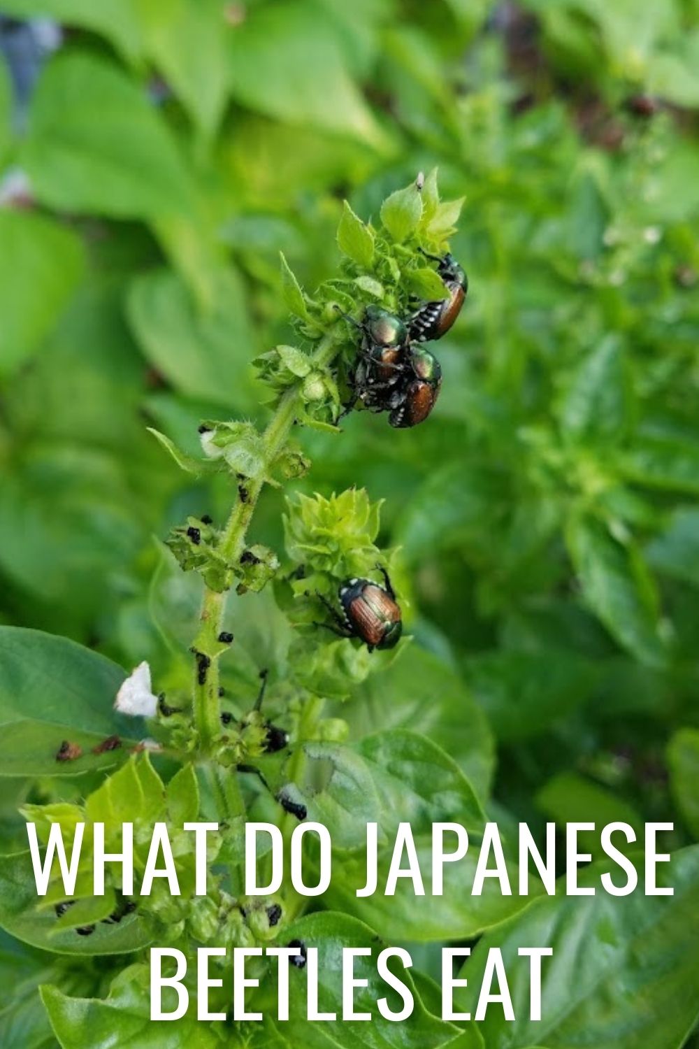 what do Japanese beetles eat