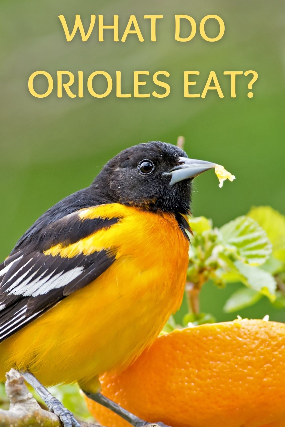 what do orioles eat?