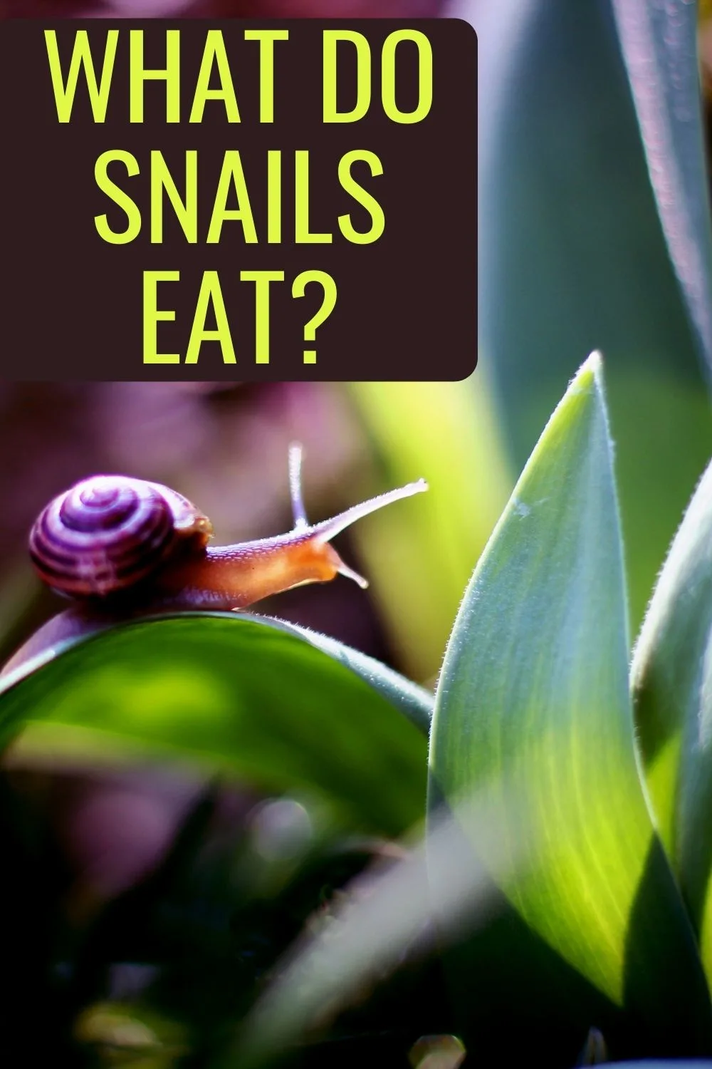 what do snails eat?