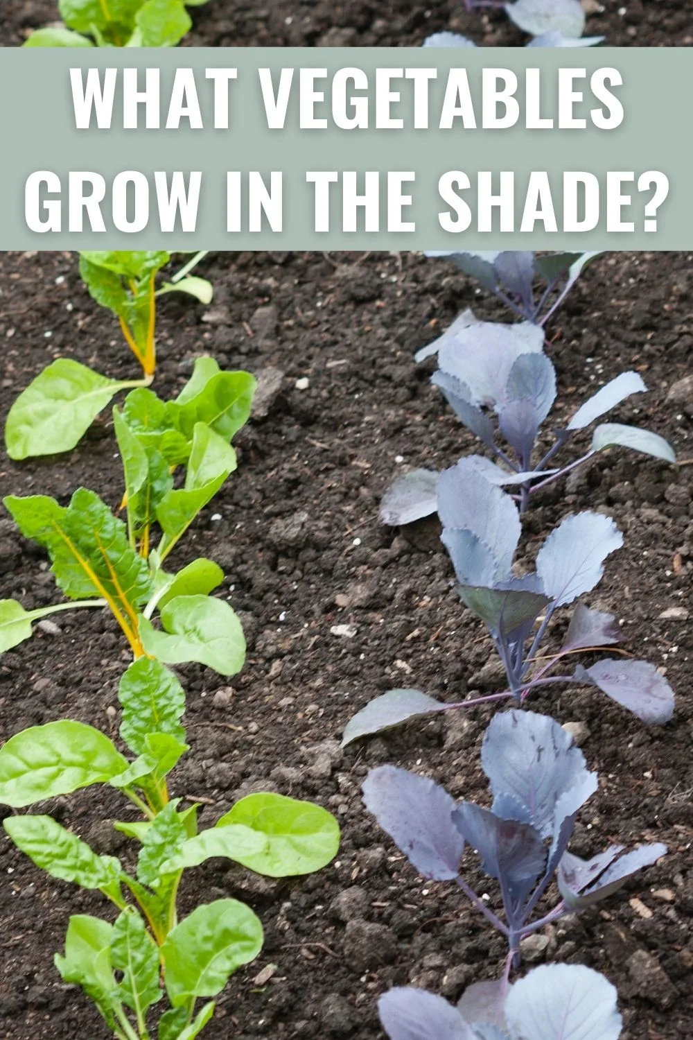 What Vegetables Grow In The Shade?
