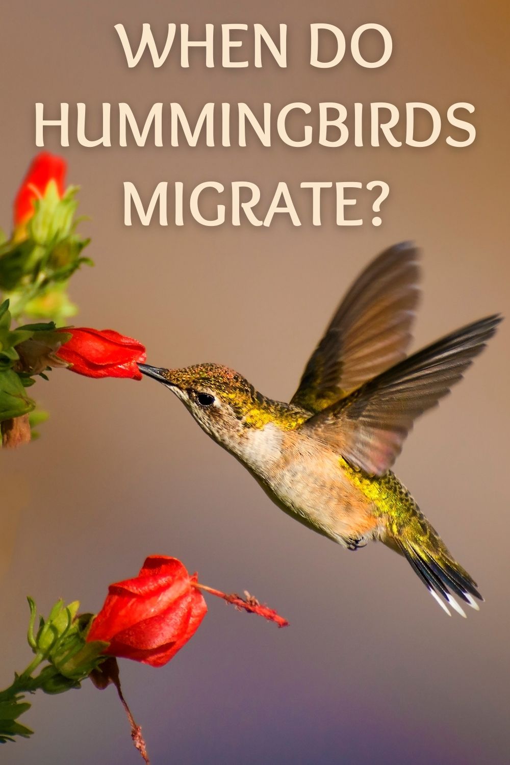 When do hummingbirds migrate?