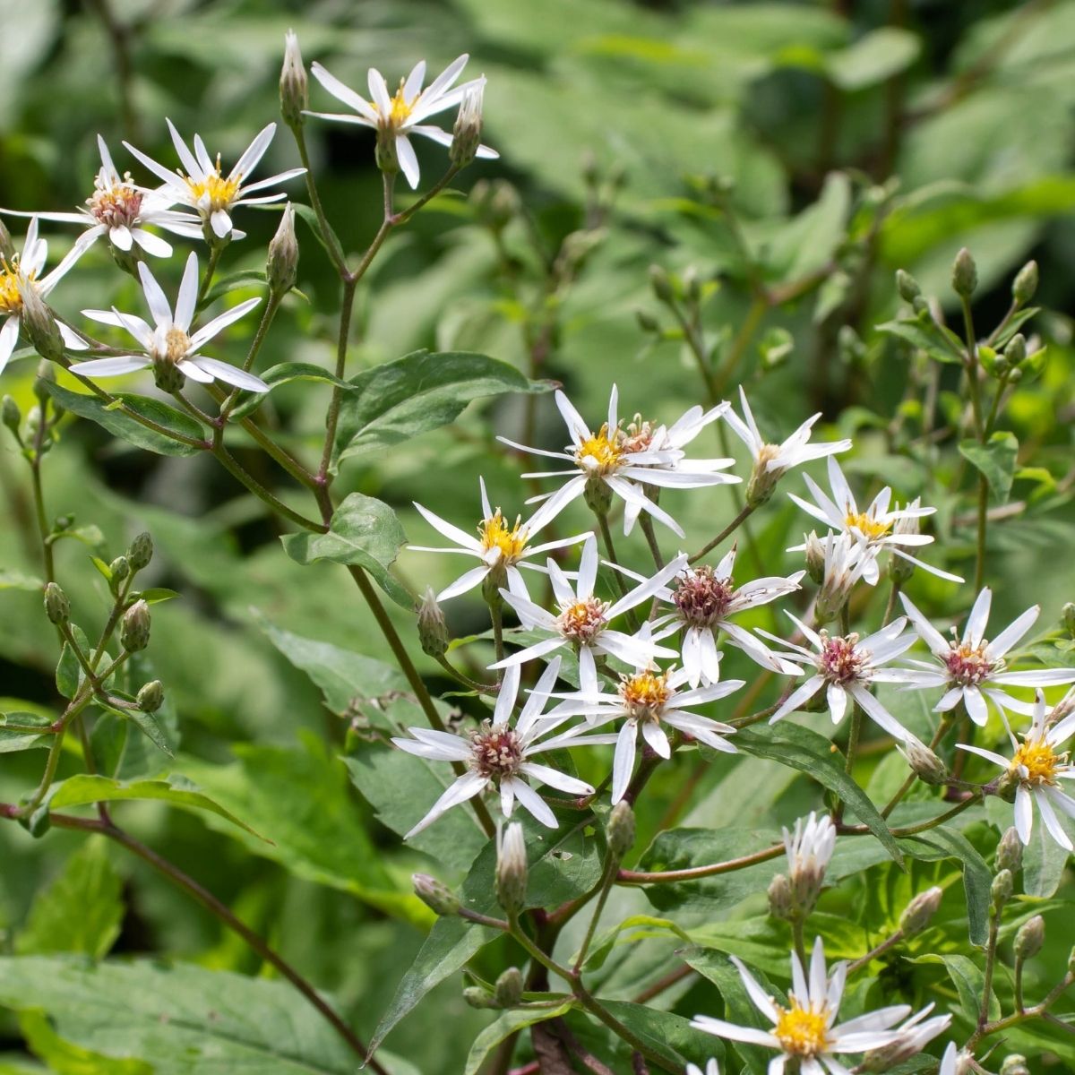 white wood aster flowers