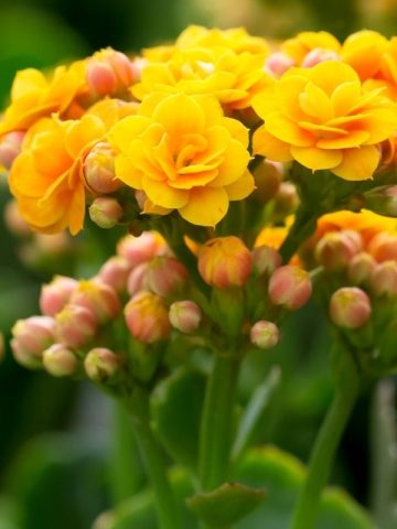 Are Lilies Poisonous To Cats?