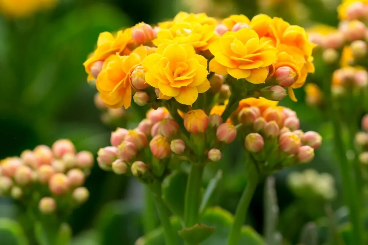 yellow kalanchoe blooms