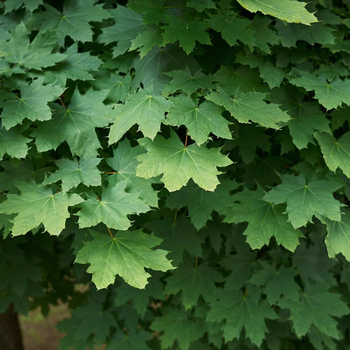 Acer platanoides