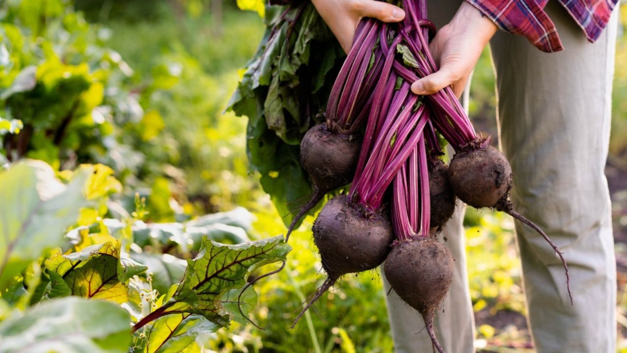 Beet harvest in the hands of a farmer, autumn harvest in the garden