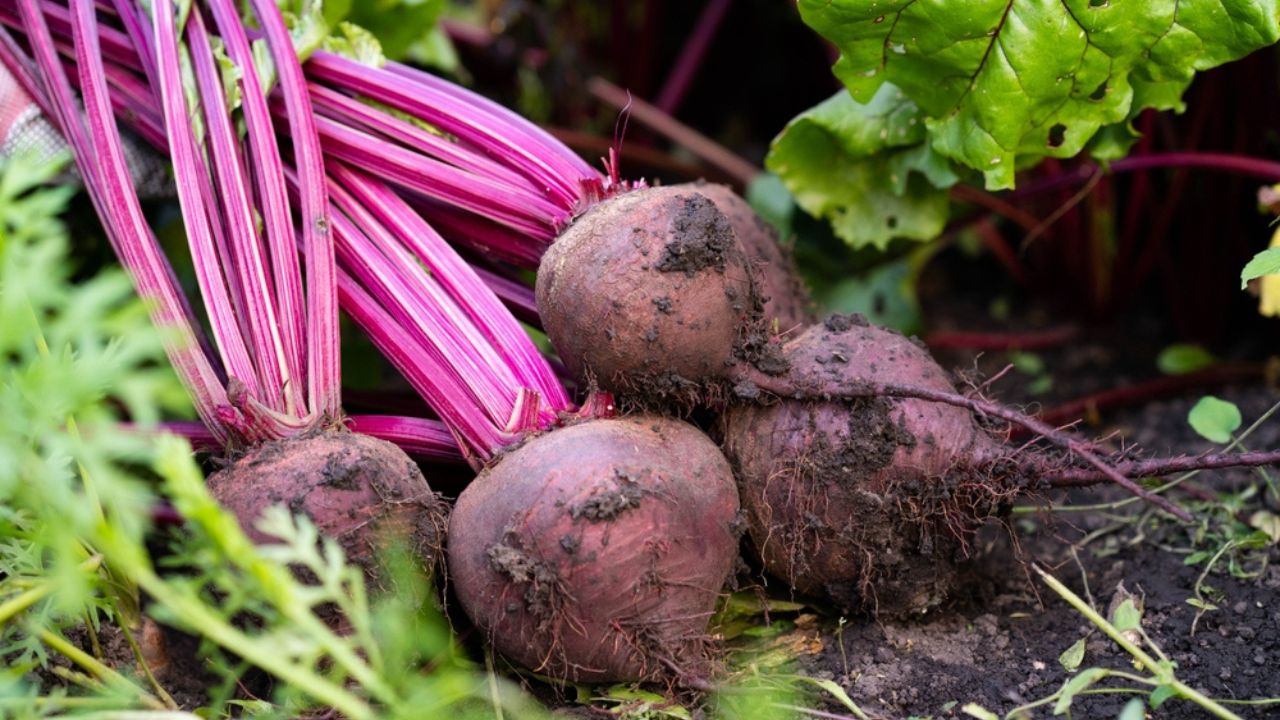 Beet harvest on the background of a vegetable garden. Agriculture, horticulture, vegetable growing, local food.