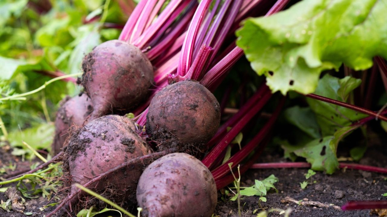 Beet harvest on the background of a vegetable garden. Agriculture, horticulture, vegetable growing, local food