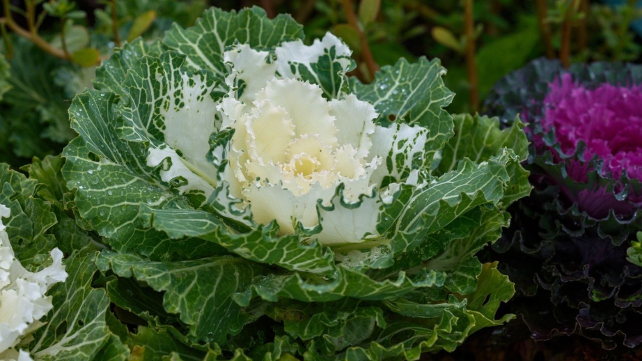 Brassica oleracea or acephala. Flowering decorative purple-pink cabbage plant close-up. Grow and Care for Ornamental Cabbage or Kale