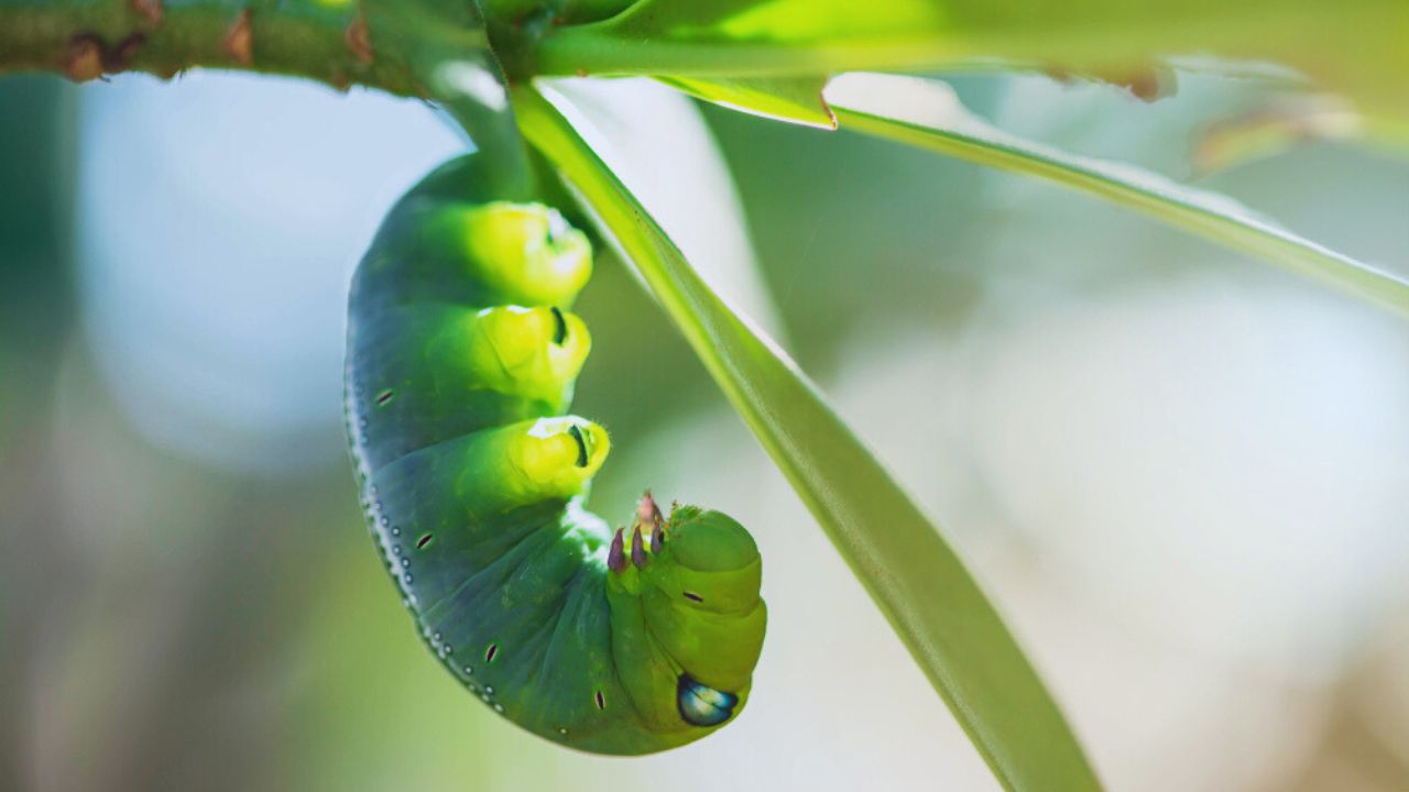 Caterpillars on leaves with blur background. Close up beautiful green caterpillar. Beautiful caterpillar creeps on big green leaf.