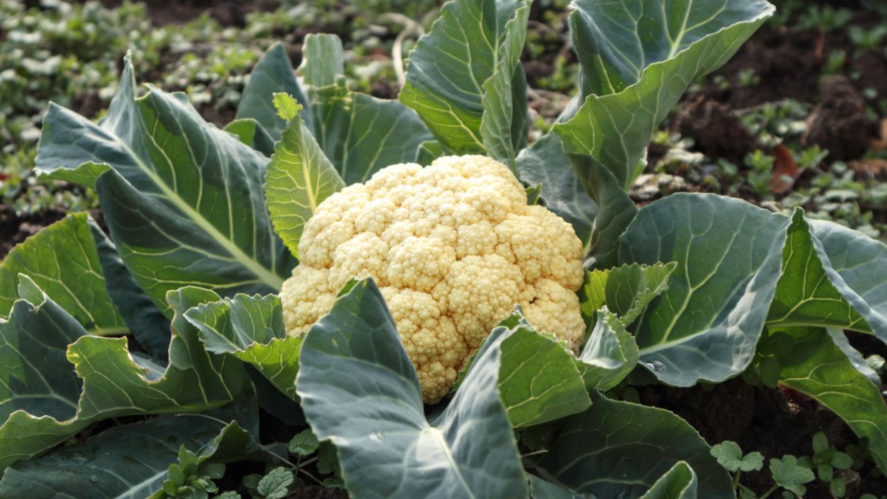 Cauliflower grown in the field.