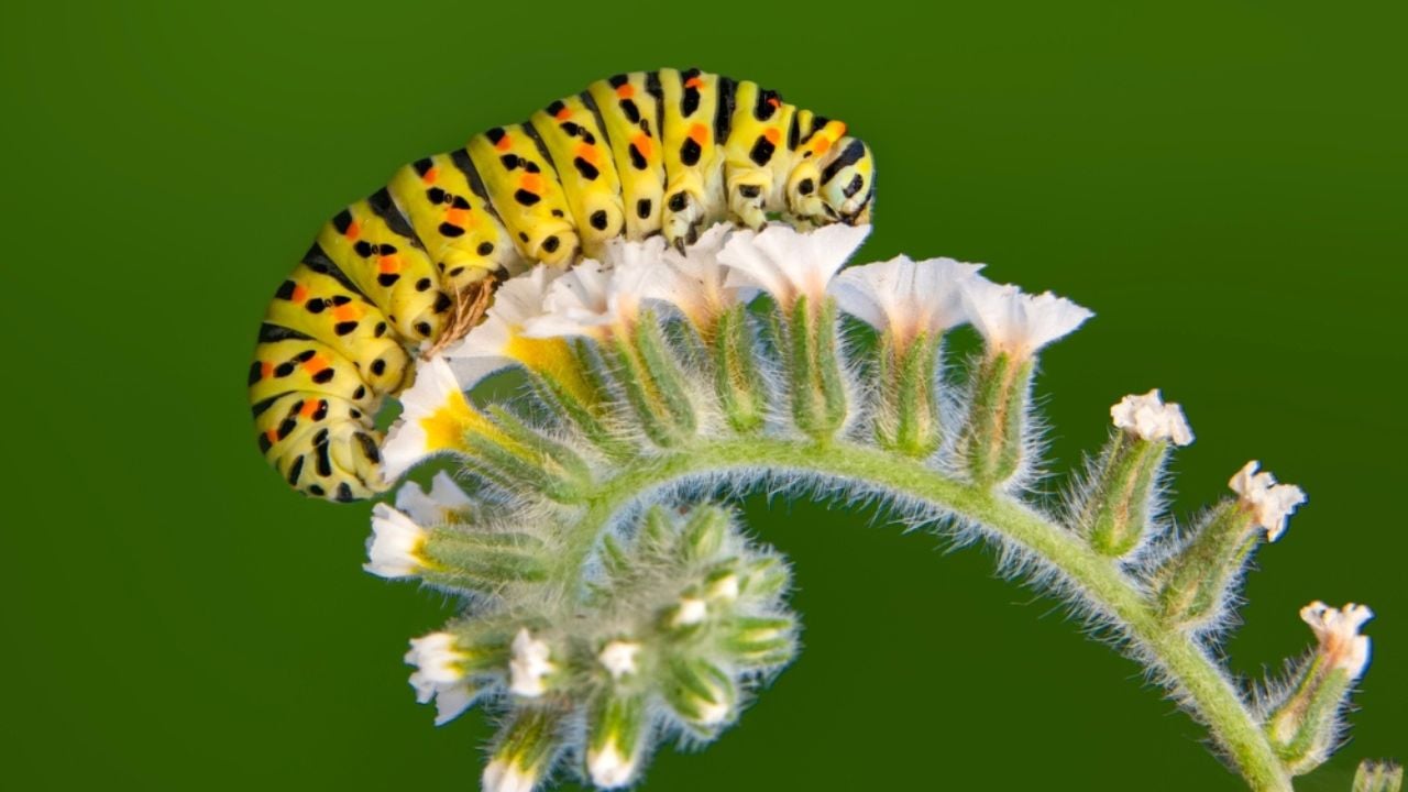 Close up beautiful Сaterpillar of swallowtail Monarch butterfly from caterpillar