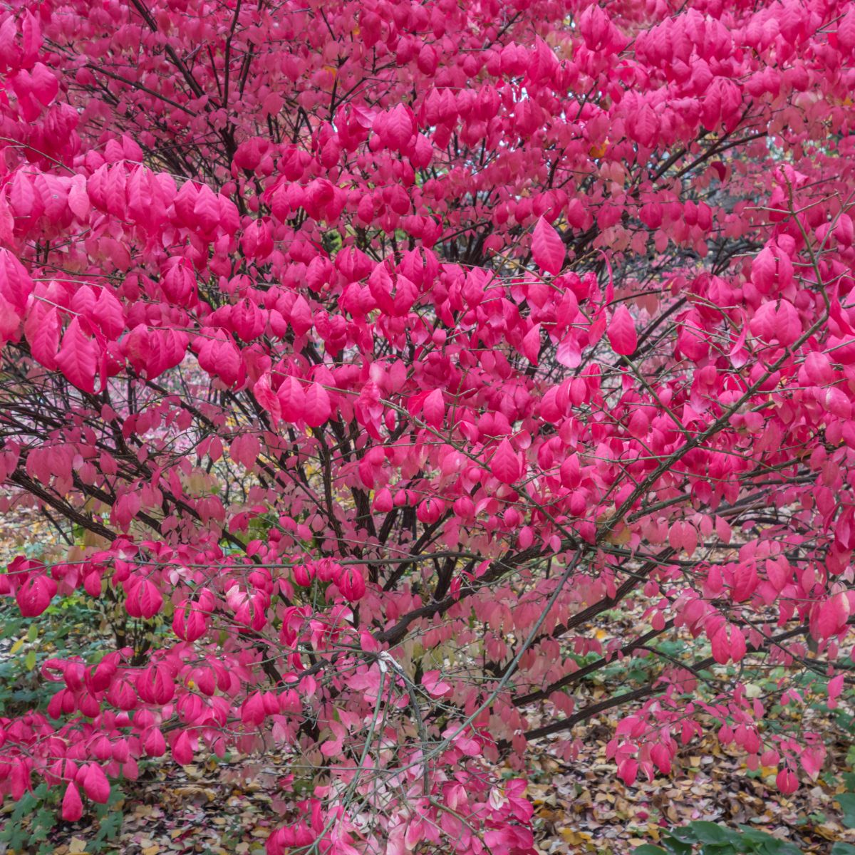 Euonymus alatus