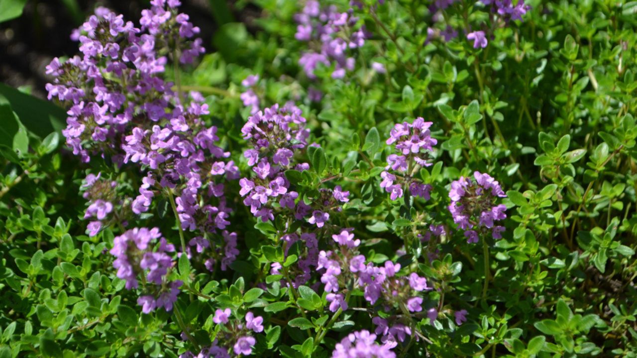 Flowering Purple Wild Thyme (Thymus serpyllum)
