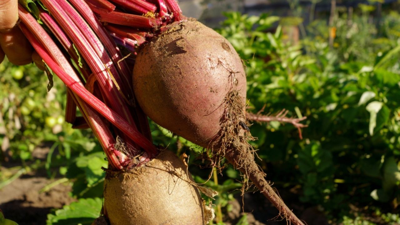 Green leaves of table beet on the bed. Harvest concept. Beets in the garden.