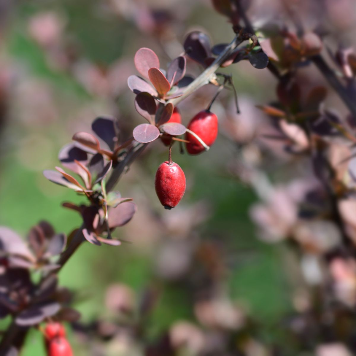 Japanese barberry