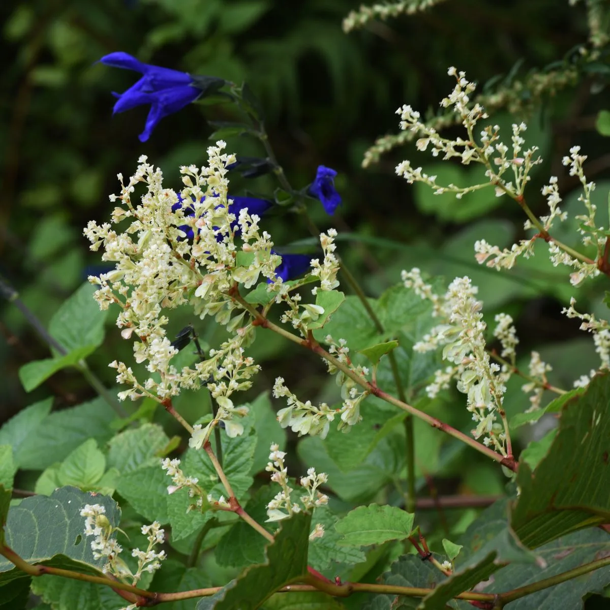 Japanese knotweed.