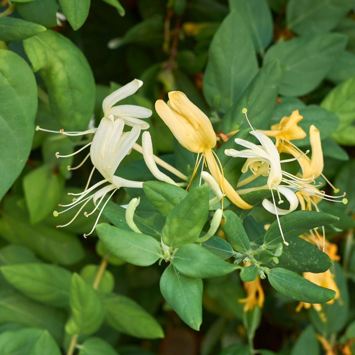 Lonicera japonica flowers