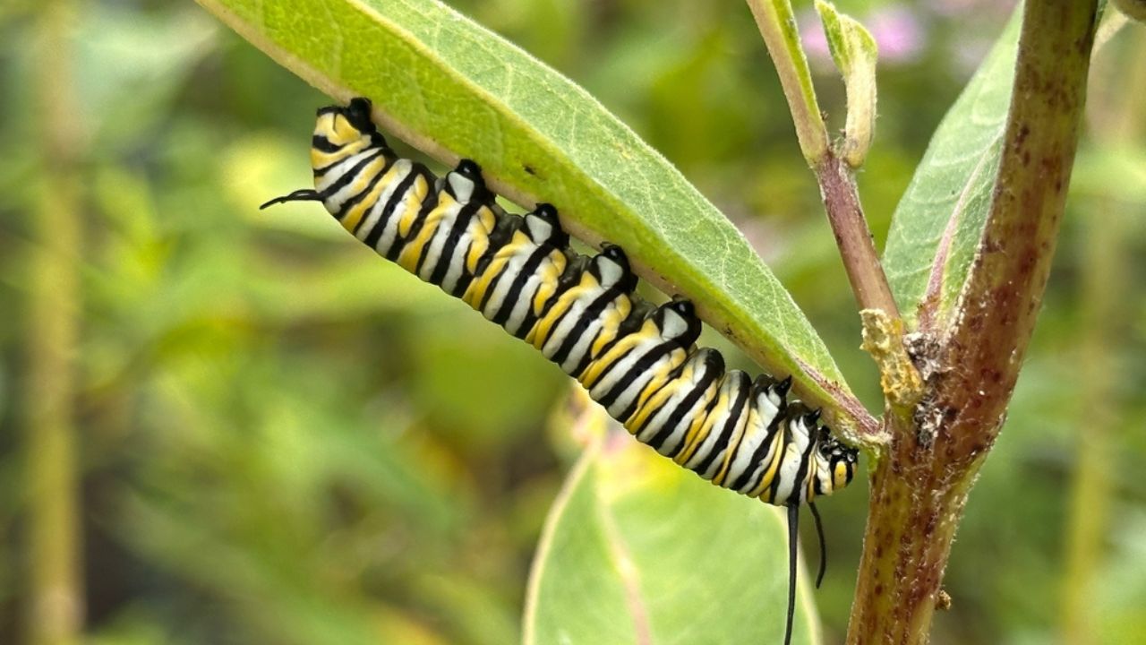 Monarch butterfly caterpillar eating milkweed leaves
