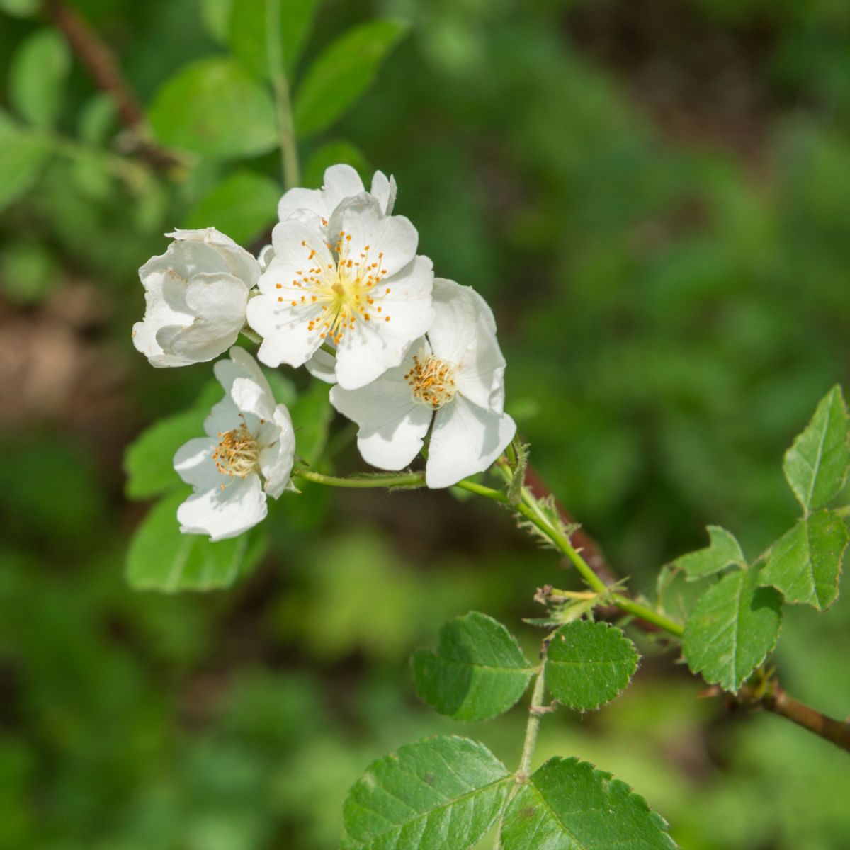 Multiflora rose